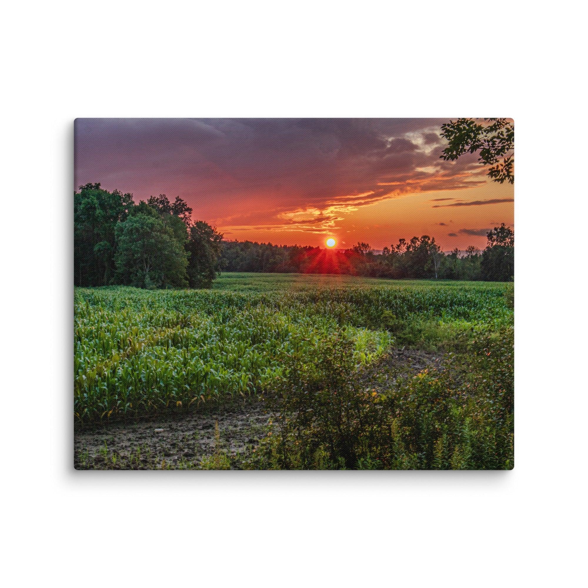 Golden Flower of the Sky - Scott Waite Photography