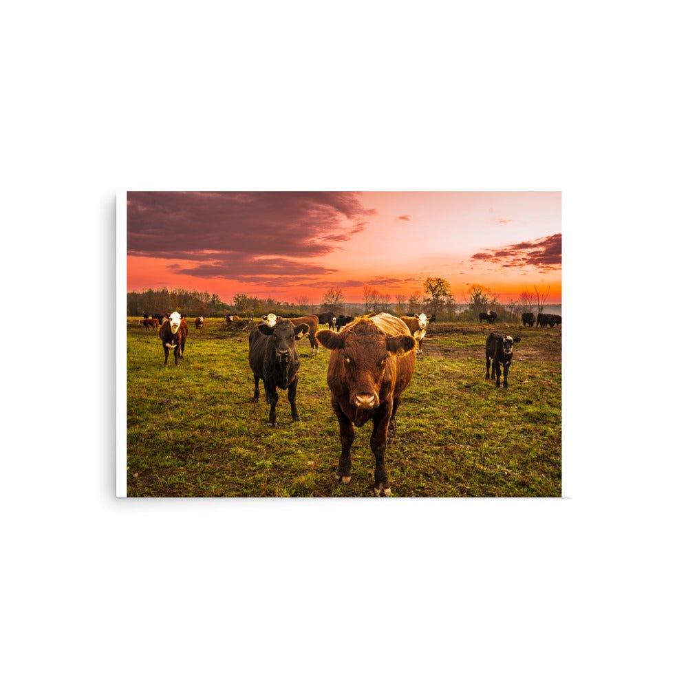 The Cows Came Home - Scott Waite Photography